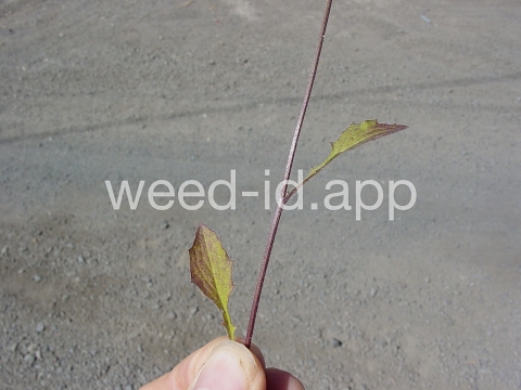 nipplewort